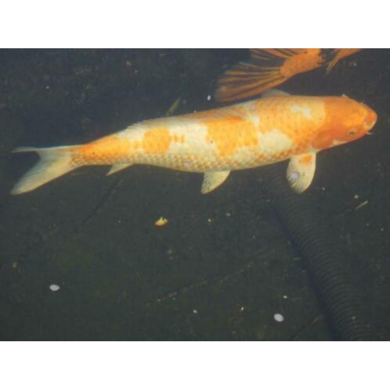 koi karpers te koop