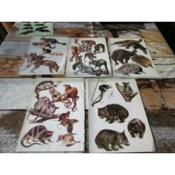 Knaagdieren, insecteneters, zoogdieren