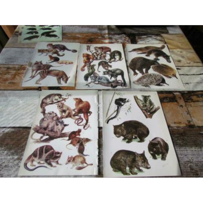 Knaagdieren, insecteneters, zoogdieren