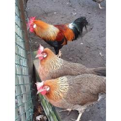 Broedeieren Leghorn patrijs