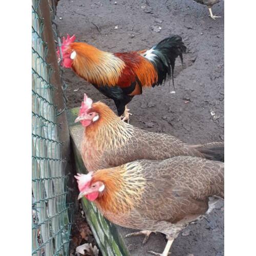 Broedeieren Leghorn patrijs