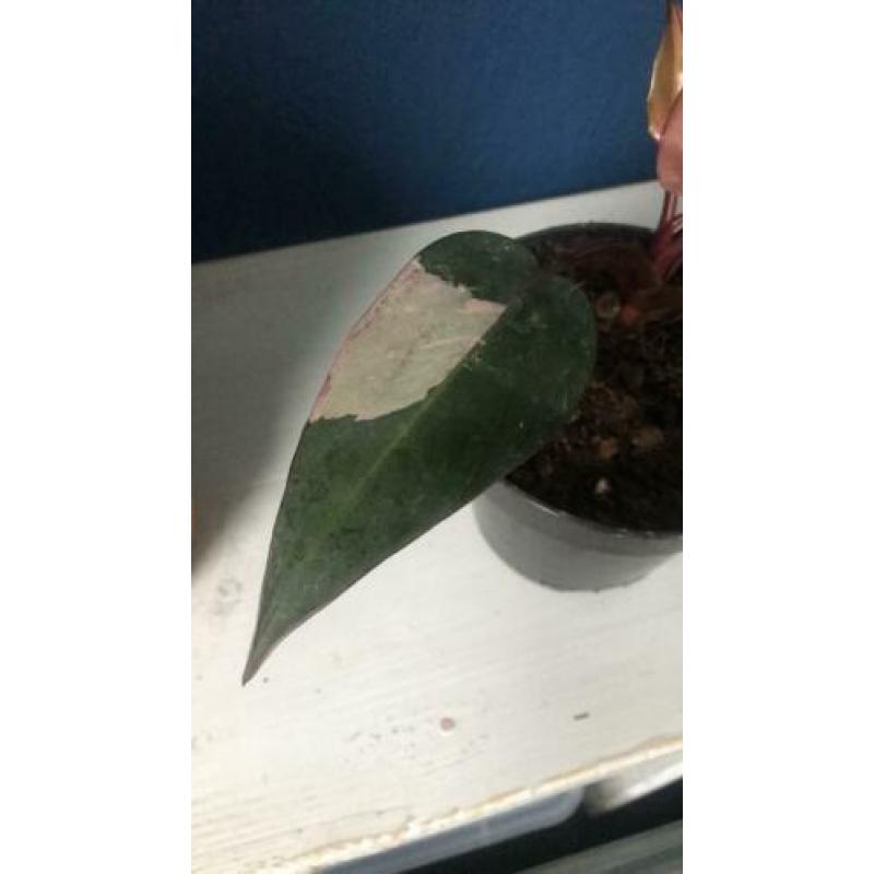 Philodendron pink princess variegata bont roze nieuw blad