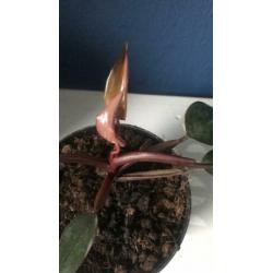 Philodendron pink princess variegata bont roze nieuw blad