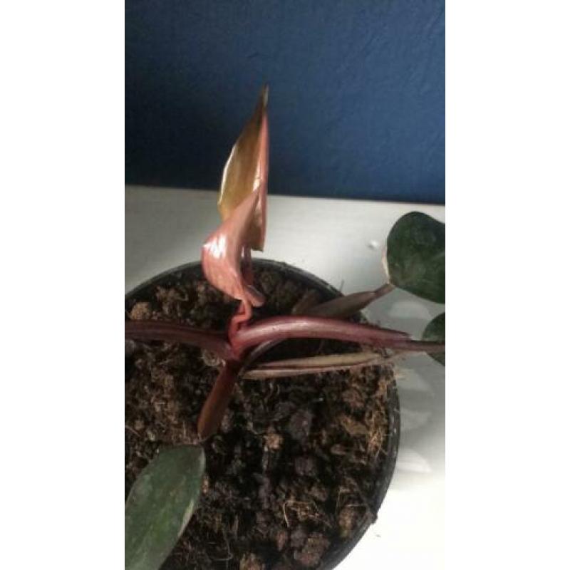 Philodendron pink princess variegata bont roze nieuw blad