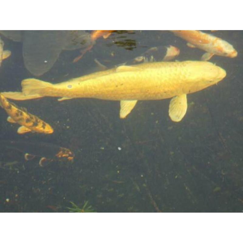 koi karpers te koop