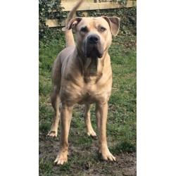 Goudenmand gezocht voor boerboel x pitbull xl tricolor gen
