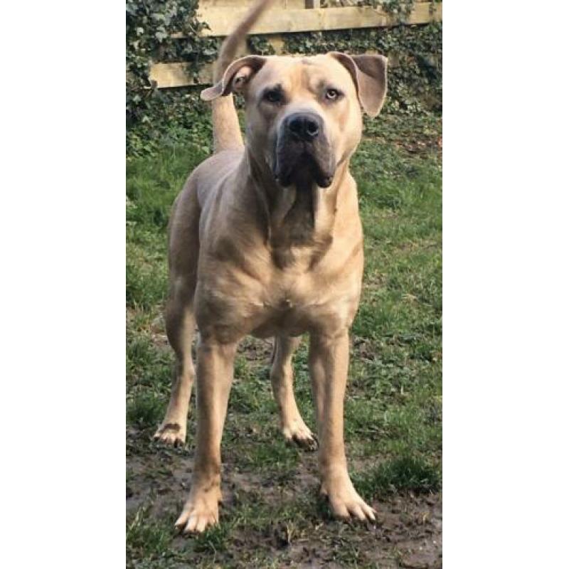 Goudenmand gezocht voor boerboel x pitbull xl tricolor gen