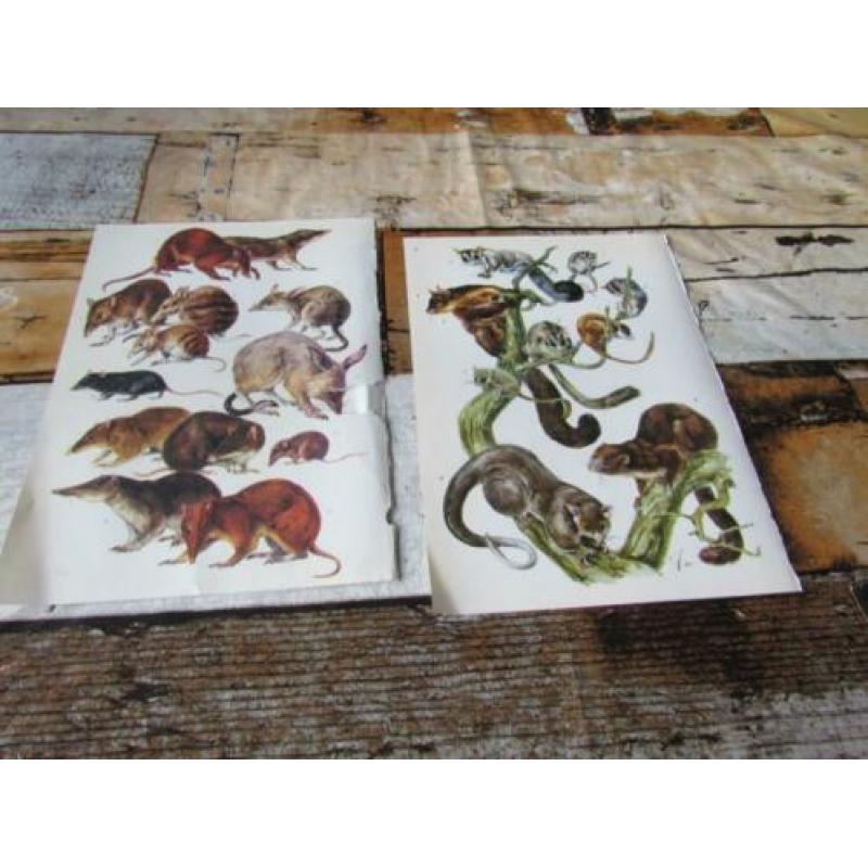 Knaagdieren, insecteneters, zoogdieren