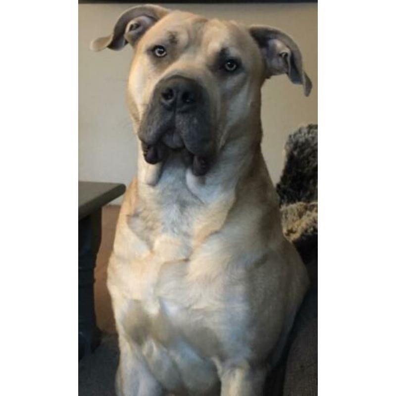 Goudenmand gezocht voor boerboel x pitbull xl tricolor gen