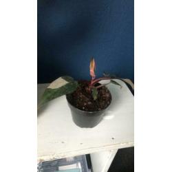 Philodendron pink princess variegata bont roze nieuw blad