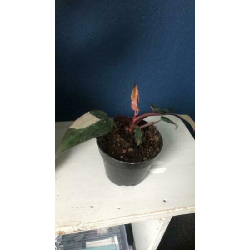 Philodendron pink princess variegata bont roze nieuw blad
