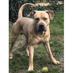 Goudenmand gezocht voor boerboel x pitbull xl tricolor gen