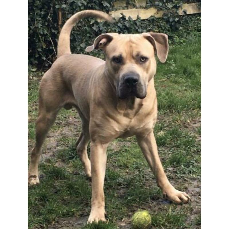 Goudenmand gezocht voor boerboel x pitbull xl tricolor gen
