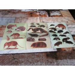 Knaagdieren, insecteneters, zoogdieren