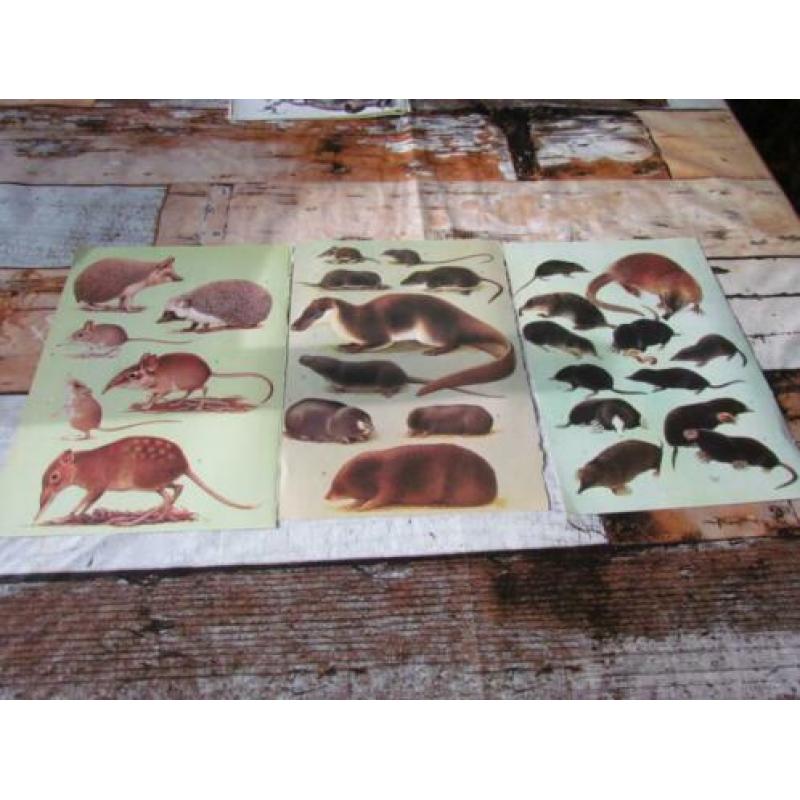 Knaagdieren, insecteneters, zoogdieren