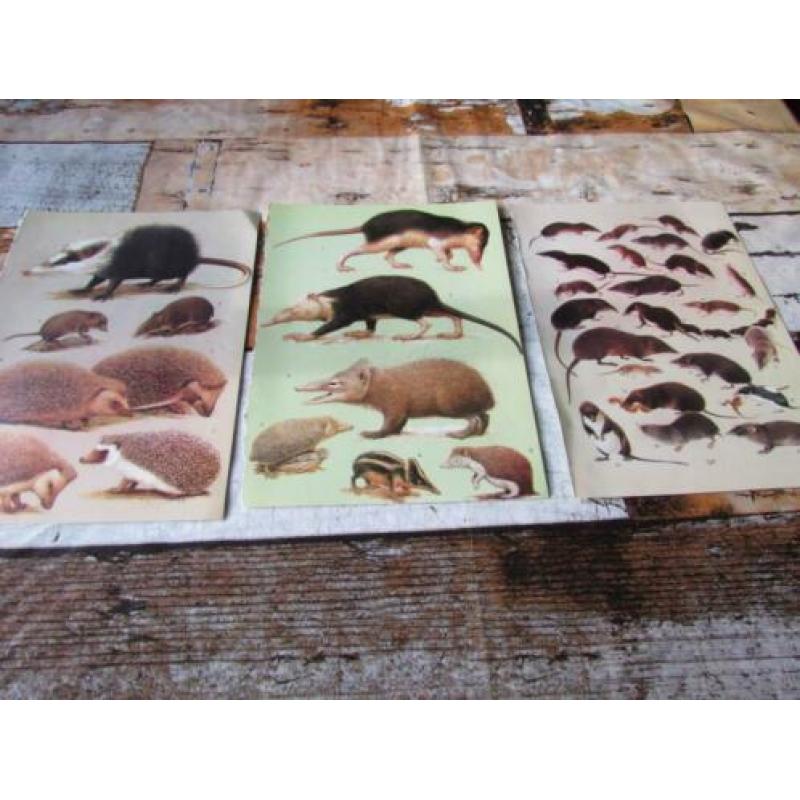 Knaagdieren, insecteneters, zoogdieren