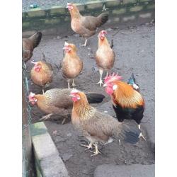 Broedeieren Leghorn patrijs