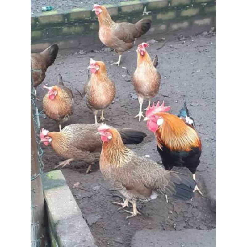 Broedeieren Leghorn patrijs
