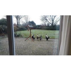 3 hanen is teveel.