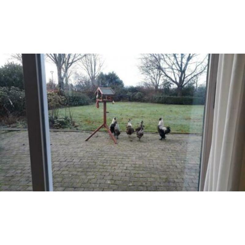 3 hanen is teveel.