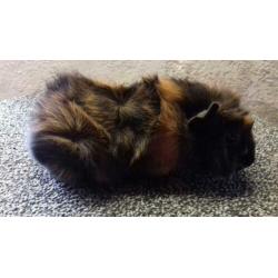 Borstelhaar brindle zeugjes