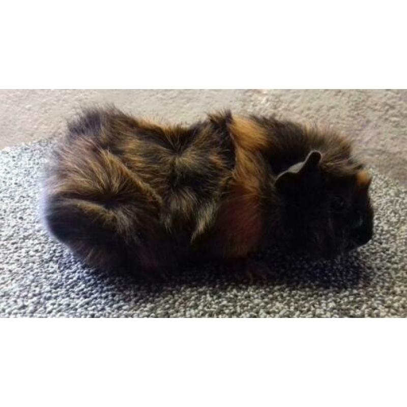 Borstelhaar brindle zeugjes