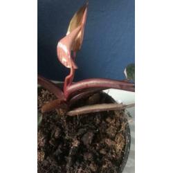 Philodendron pink princess variegata bont roze nieuw blad