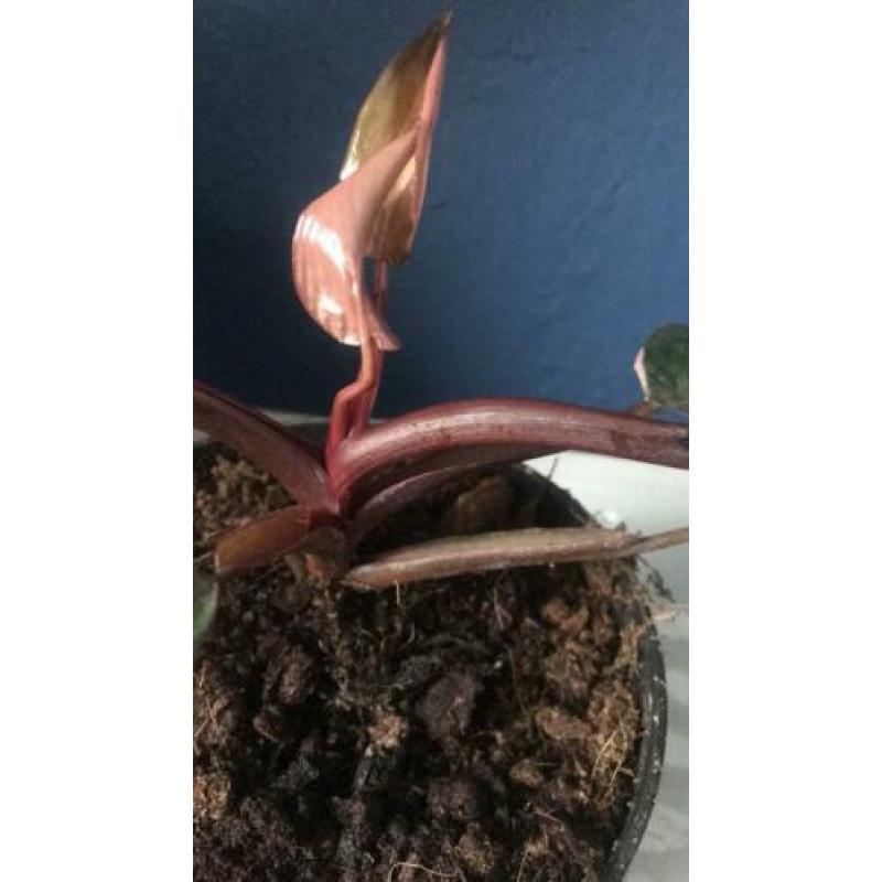 Philodendron pink princess variegata bont roze nieuw blad