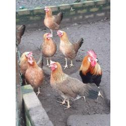 Broedeieren Leghorn patrijs