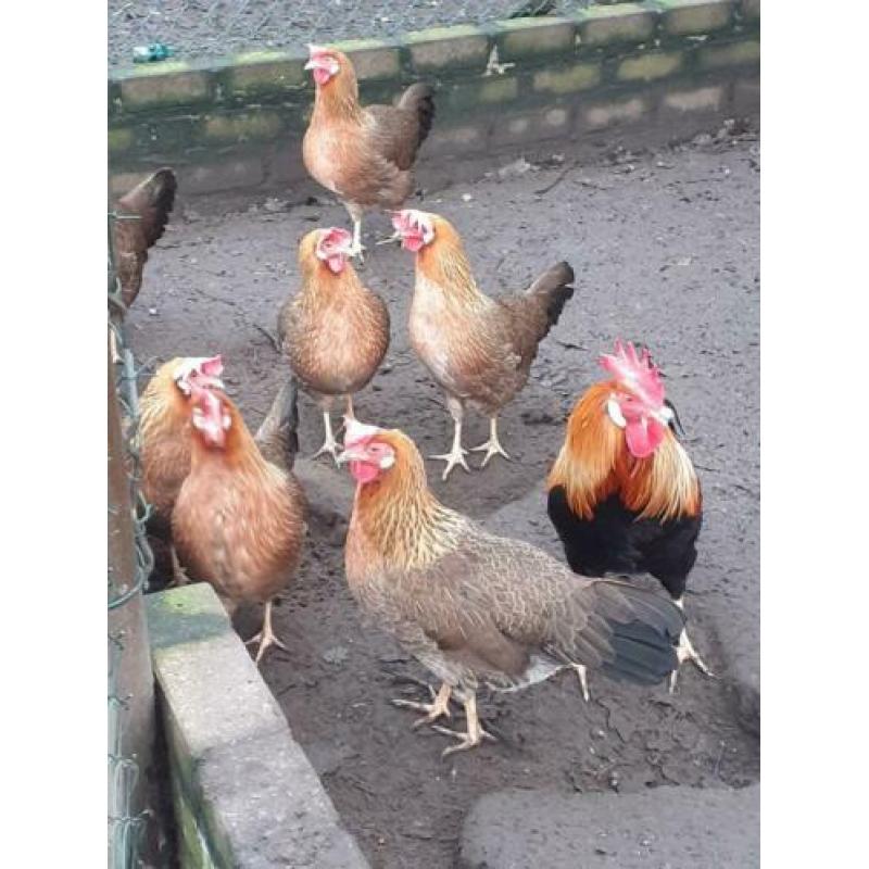 Broedeieren Leghorn patrijs
