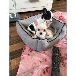 Super leuke chihuahua pups 10 weekjes, met garantie