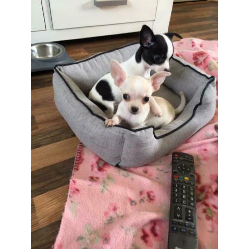 Super leuke chihuahua pups 10 weekjes, met garantie