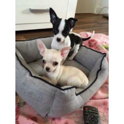 Super leuke chihuahua pups 10 weekjes, met garantie