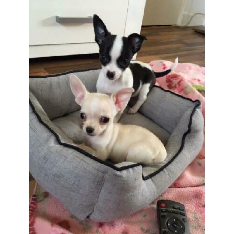 Super leuke chihuahua pups 10 weekjes, met garantie