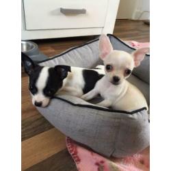 Super leuke chihuahua pups 10 weekjes, met garantie