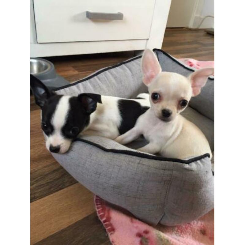 Super leuke chihuahua pups 10 weekjes, met garantie