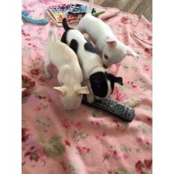 Super leuke chihuahua pups 10 weekjes, met garantie
