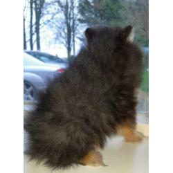 Pomeriaan/pomeraniaan pups 8 weken 2 teefjes, 1 reutje