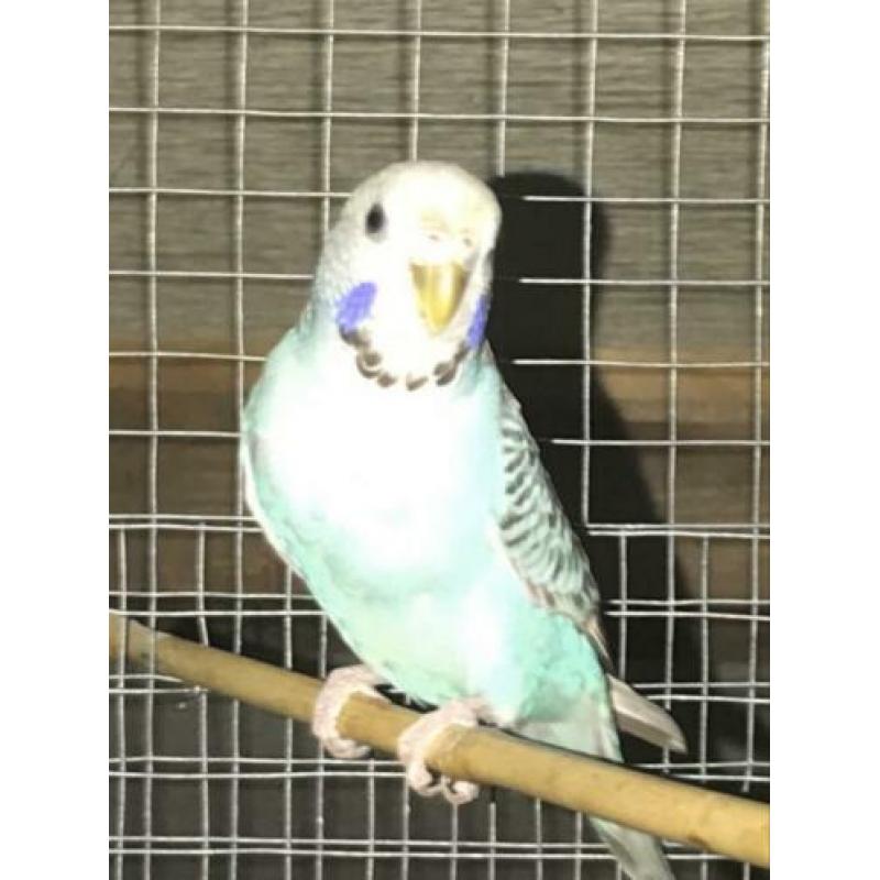 Te koop 2 grasparkietjes poppetjes