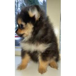 Pomeriaan/pomeraniaan pups 8 weken 2 teefjes, 1 reutje