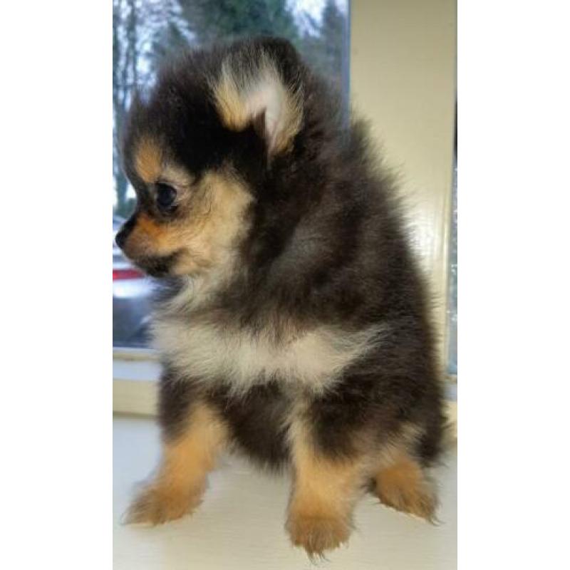 Pomeriaan/pomeraniaan pups 8 weken 2 teefjes, 1 reutje