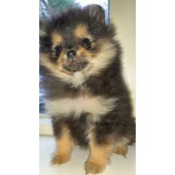 Pomeriaan/pomeraniaan pups 8 weken 2 teefjes, 1 reutje