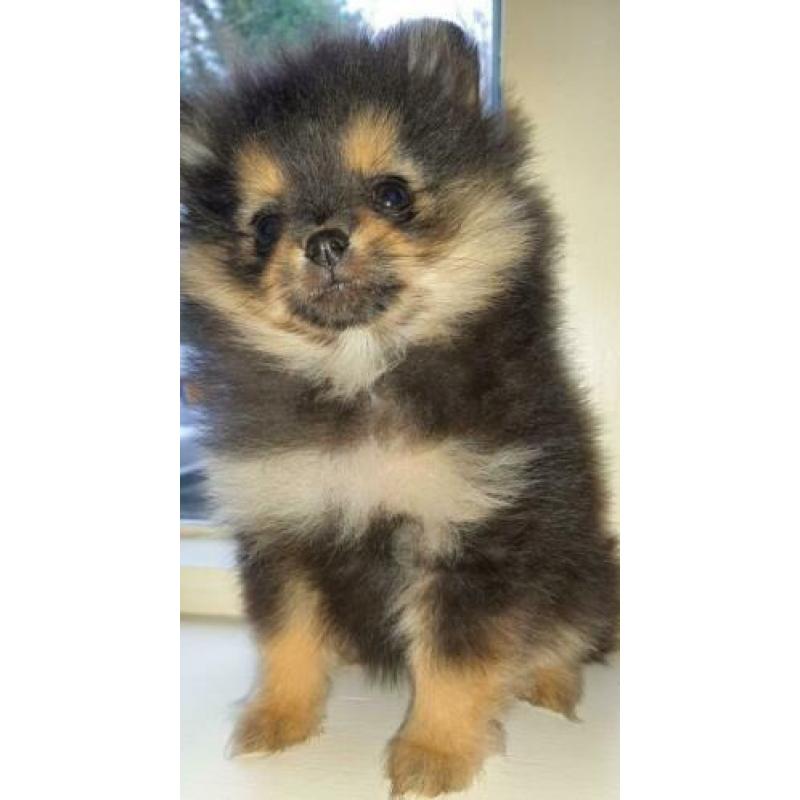 Pomeriaan/pomeraniaan pups 8 weken 2 teefjes, 1 reutje