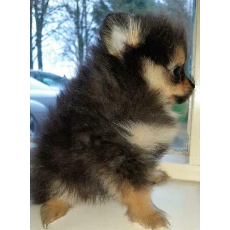 Pomeriaan/pomeraniaan pups 8 weken 2 teefjes, 1 reutje
