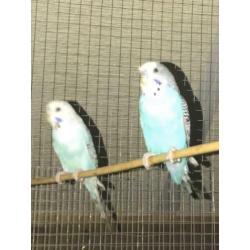 Te koop 2 grasparkietjes poppetjes