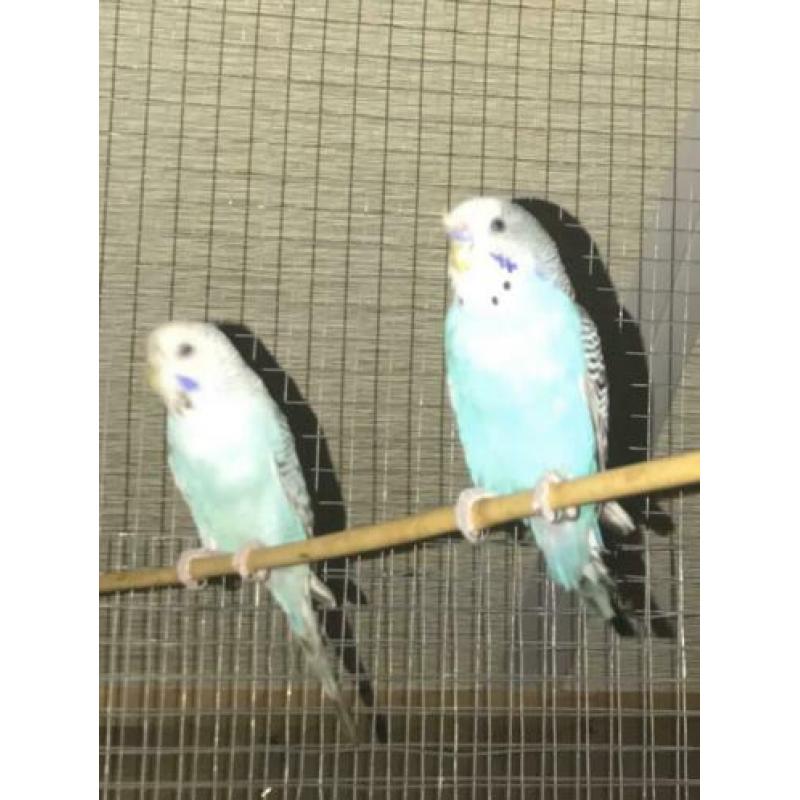 Te koop 2 grasparkietjes poppetjes