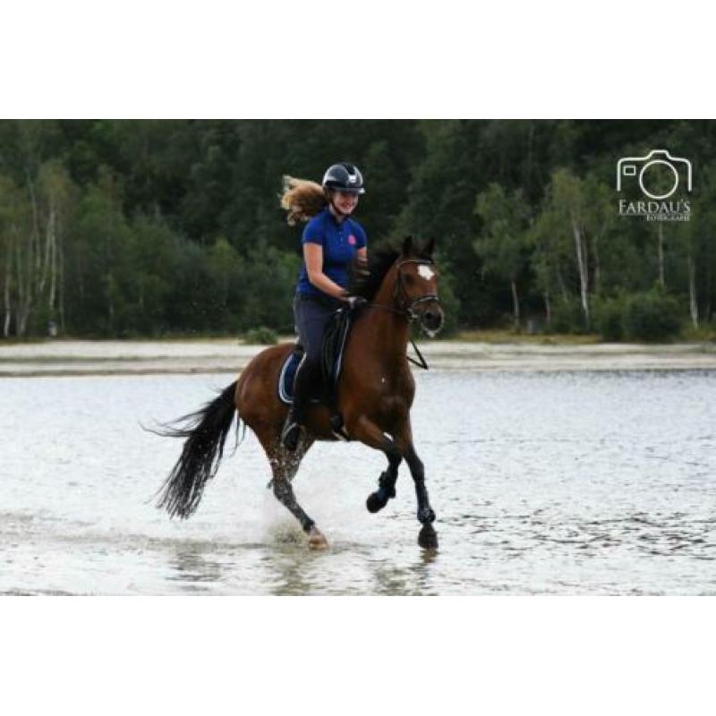 Z dressuur D pony