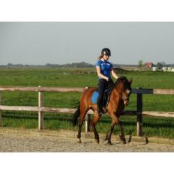 Z dressuur D pony