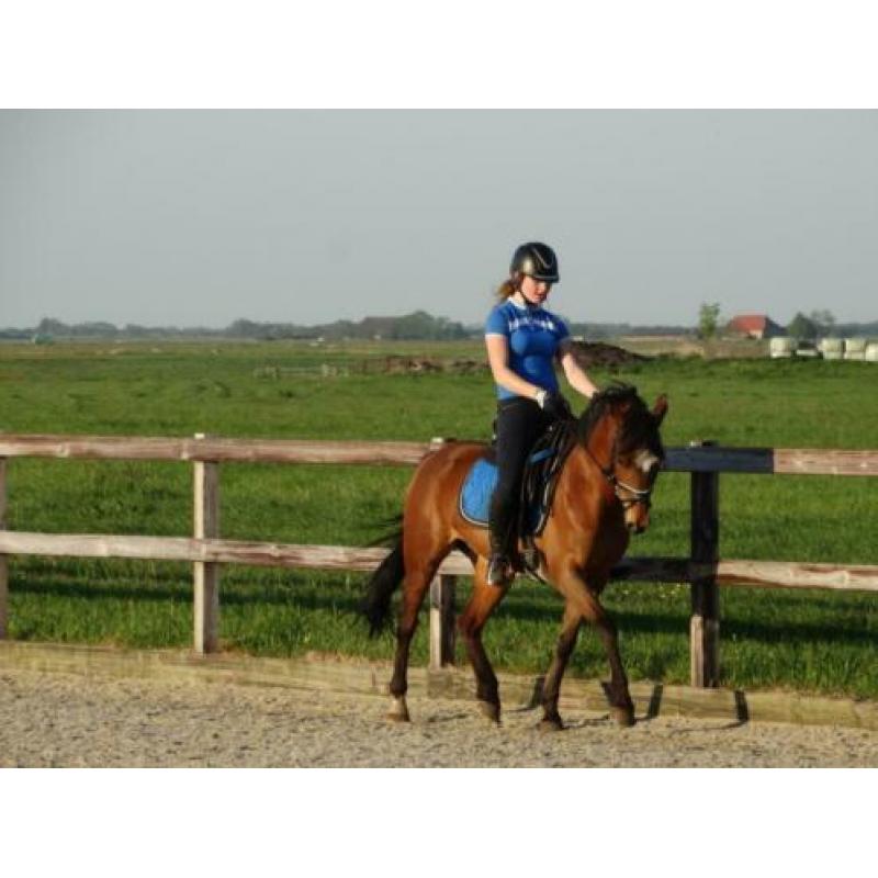Z dressuur D pony