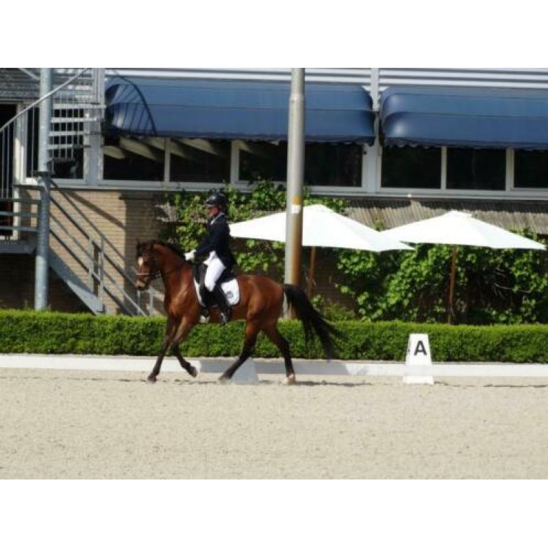Z dressuur D pony